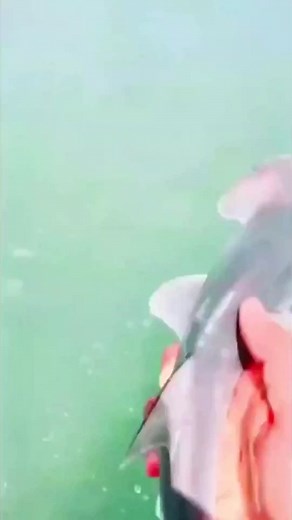 Adorable Baby Hammerhead Shark - Cute Animal Video