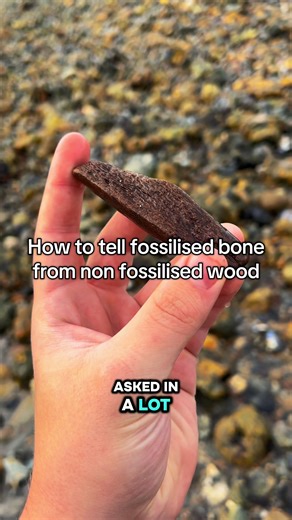 Replying to @Kuba 🧙🏿‍♀️ how to tell if the rock you found is fossilised bone or just wood This is a comment I get asked a lot and I do try to explain but it’s just easier to have a post explaining in more detail. #fossilhunting #bones #fossil #iceage #prehistoric