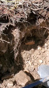 Flippin crystal plates in the Colorado Rockies ⛏️💎 | Colorado Geology