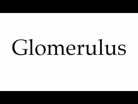 How to Pronounce Glomerulus