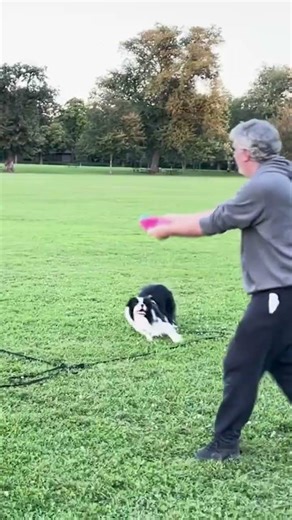 Someone asked… “Is that a frisbee dog?” 🐶🥏