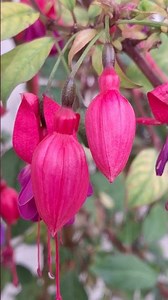 Mesmerizing Fuchsias | A Close-Up of Nature’s Colours #Shorts