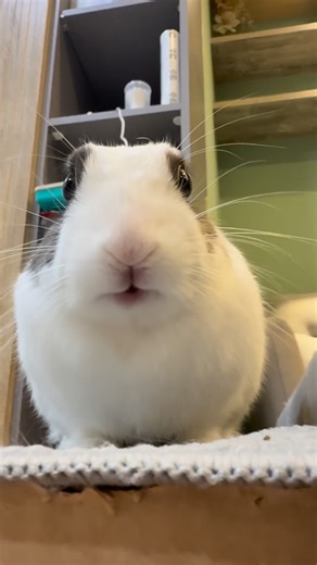 噗噗 | 噗噗：偶粗完了😋 #噗噗 #侏儒兔 #兔寶 #日常 #🐰 #🐇 #烏薩奇 #bubu #bunny #bunnylove #bunnystagram #adorable #ブブ #うさぎ #かわいい #ペット #うさぎの暮らし | Instagram