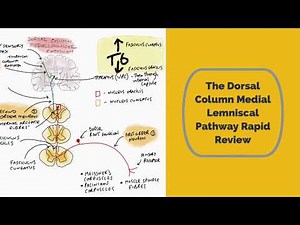 The Dorsal Column Medial Lemniscal Pathway Rapid Review