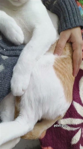 My Cat Fell Asleep on My Lap… Cutest Moment Ever! 🐾🤍🥺 #bangladesh #cat #explorepage