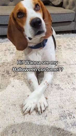 Adorable Beagle Dog and Chick Interaction