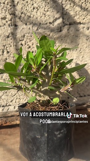 Una planta popular fácil de cuidar - Corona de Cristo (euphorbya milii) #coronadecristo #plantasparaprincipiantes #euphorbiamilii #plantasdesol #suculentas