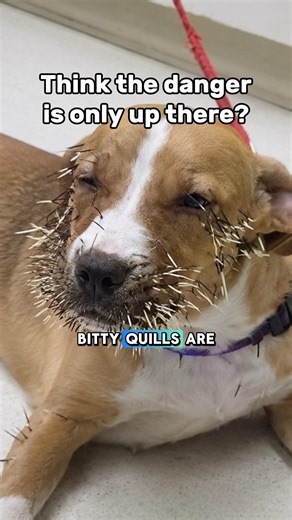 Why baby porcupines are a dog owner's worst nightmare #dogs #danger #animals