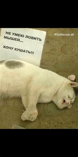 Харьков. . #love #котик #кот #этожизнь #харьковсегодня 23.09.2025