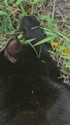 He ate the moth #tabbycat #cute #outsidecat #siamese #camouflage #blackcat #cutecats #hunting