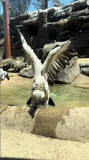 Cape vulture cools off in pool at L.A. Zoo!