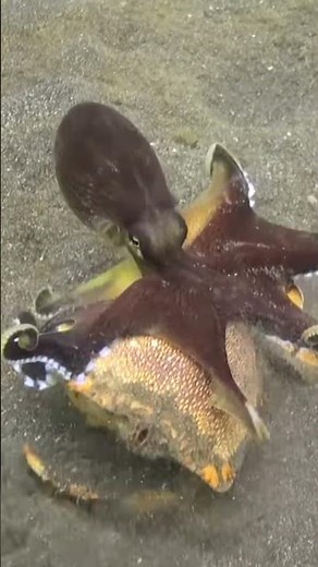 Marine animals | Octopus catching prey !