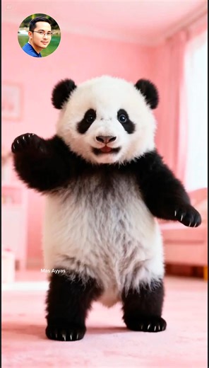 Dancing animals always steal the spotlight — wiggling, hopping, and moving like they’re feelin’ the beat for real. It’s funny, cute, and totally mood-boosting. Doesn’t matter the animal, their dance always makes everyone smile! 😄🐾💃 #dancinganimal #animaldance #funnyanimals #cutepets #petdance #animalvibes #wildlifevideos #petfunny #animalmoments #petlover #animaljoy #animalclip #dancingpets #petvideo #animalcute #petvibes #animalfunny #cutemomen #animaltrends #animalmagic #panda | Mas Ayyas