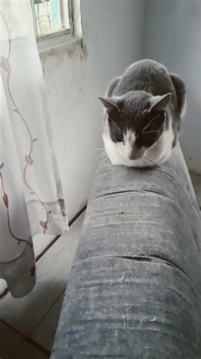 Perros destrozan la casa, gatos arañan los muebles y todos los días con el gran amor 💘 en todo.