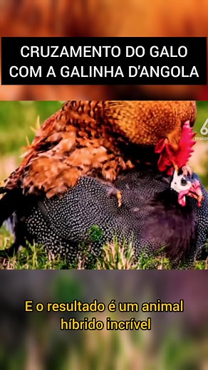 Cruzamento de Galo com Galinha D'Angola: Curiosidades