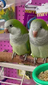 28 reactions | 列 Meet this lovely pair of hand-fed Quaker Parrots 殺...