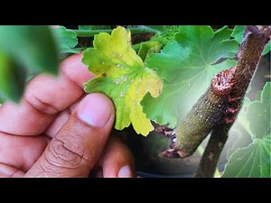 Geranium Plant Leaves Turning Yellow? Did You See This Guy in Your Plant