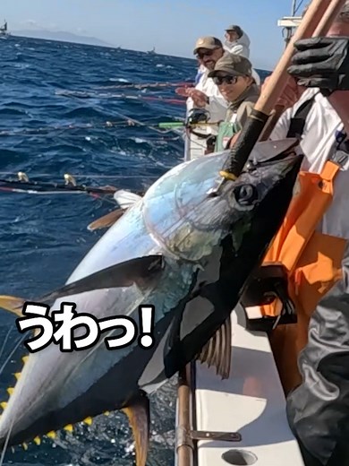 大魔神キハダマグロ入れ食いの魅力