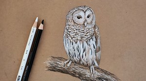 Video tutorial: Sketching Owls