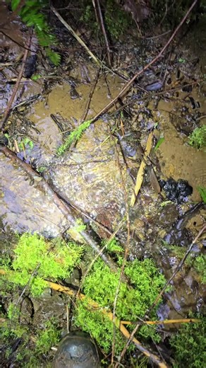 Spotting Beautiful Agates and Carnelian Rocks