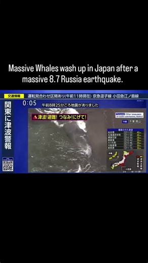Lexit | Several whales have mysteriously washed up on the coast of Tateyama City in Chiba Prefecture, Japan, just hours after the powerful M8.8... | Instagram