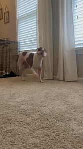 For anyone following Bonnie’s story, this was just hours after leaving the shelter! Happy and still a little nervous. | you lucky dog rescue
