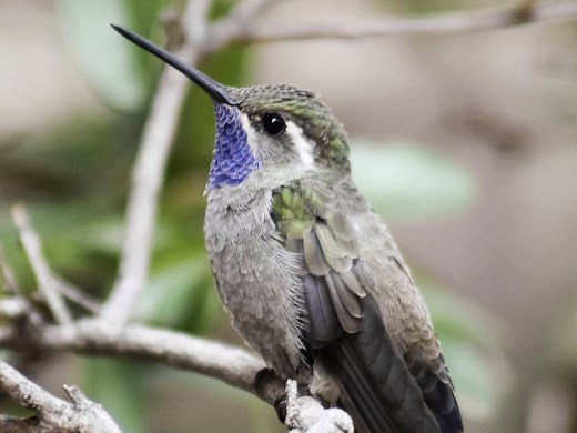 Hummingbirds In Louisiana – Picture And ID Guide
