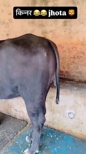 #pakistani_tik_tok #funy #funnymemes #foryoupage #pakistanicomedy