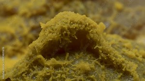 Schleimpliz oder Blob (Physarum polycephalum)