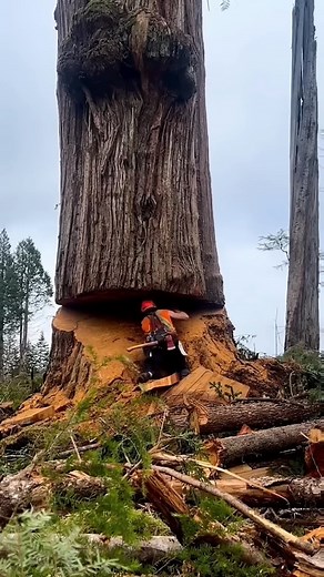 11K views · 91 reactions | Expert tree cutter cutting a big tree | Wood Of Branch | Facebook