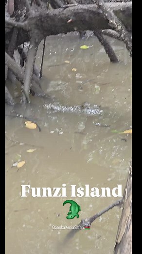 🐊 Funzi Island – kraina krokodyli! To wyjątkowa wycieczka w świat namorzynowych lasów, które są jednym z najcenniejszych ekosystemów na Ziemi. W ich cieniu żyją m.in. krokodyle nilowe, liczne gatunki ptaków i ryb. Rejs po rzece i lagunach to spotkanie z dziką przyrodą w najczystszej formie 🌿 Obamka Kenia Safari 🇰🇪 | Obamka Kenia Safari