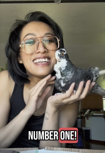 basically sums it up #pigeon #petpigeons #birdtok