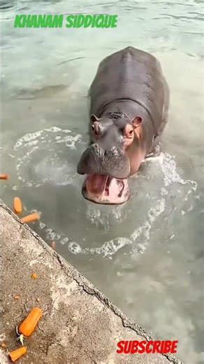 Hippo Attack Truth 🦛 | Shant Dikhne Wala Sabse Dangerous Janwar