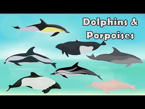 Dolphins and Porpoises - Learn Different Types of Dolphins & Porpoises - BeachKidsTV