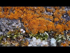 スミレモ属の一種 A species of aerial algae in the genus Trentepohlia［ 4K 藻類 Algae ］