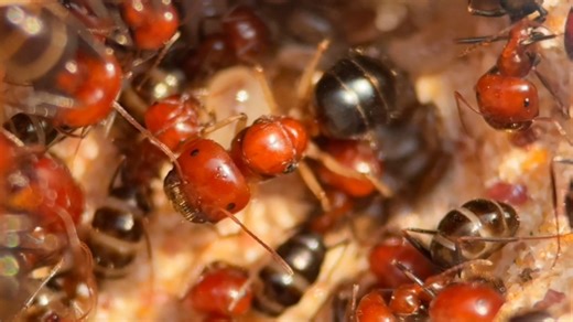 【铜腹负蜜蚁】Melophorus aeneovirens