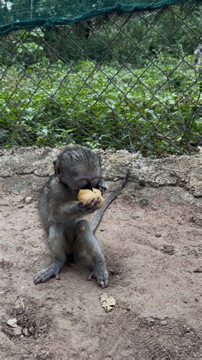 It’s officially Marula Season 🍈🌞 and we are here for it! These golden fruits are one of nature’s little treasures. Indigenous to Southern Africa, marulas are packed with goodness. Did you know marulas are full of vitamin C and fibre, making them an amazing snack 🐒💕 Monkeys absolutely love them! The juicy flesh helps keep them hydrated and provides natural energy, plus the sweet taste makes them a total favourite around here. And little Maddie. She LOVES marulas more than anything so far 🍈💛
