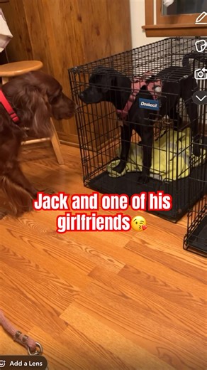 YouTube vibe check gave this a D+, do you agree? #dogsofyoutube #irishsetter #vibecheck