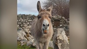 Meet Harriet the singing donkey