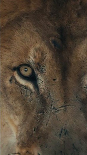 Lion Stares Straight Into the Camera 👀🦁 | Intense Close-Up Safari Moment