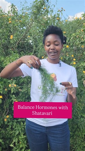 Shatavari root is one of the most friendliest herbs to women, its one of the safe herbs to use while breastfeeding and effectively balances hormones Its available ksh 800 0113801118 We deliver countrywide | Umai Naturals