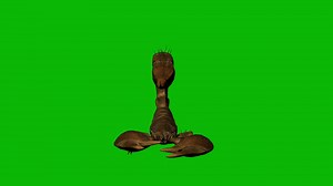 Scorpion Stinging On Green Screen Stock Motion Graphics SBV-349222489 - Storyblocks