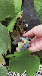 How to Easily Remove Seeds from Grapes for Homemade Jam