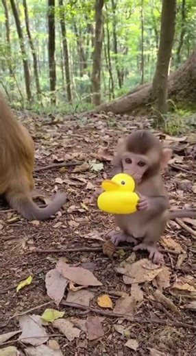 Monkey vs Squeaky Toy Instant Confusion!