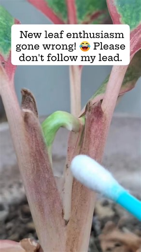 5.1K views · 15 reactions | When you're too eager to turn over a new leaf.  Learn from my mistakes! #plantsmakepeoplehappy #plantita #plantlover #activefollowers #PlantParentProblems #PlantAddict #reelsviralシfb #reelsfacebook #reelsviralfb #reelsfyp #reelsfb #adsonreels #reelsviral #reelsvideo #reelsfyp #reelsviral #plants #reelsphillipines #followersreels #fblifestyle #reelsinternational #highlighteveryone | Harden sa Siyudad | Facebook