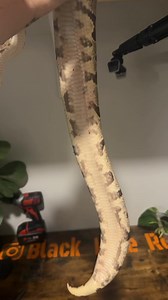 Firefly sounds nifty to me 🤷‍♂️#ballpython #ballpythons #ballpythonsofinstagram #ballpythonmorphs #ballpythonbreeder #fire #python #pythons #snake #snakes #snakesofinstagram #snek #reptile #reptiles #reptilelover #reptilekeeper #reptilesofinstagram #pet #pets #animal #animals #instagram #tiktok #cute #happy #reels #boise #idaho | Black Lake Reptiles