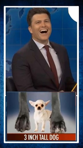 Smallest Dog's Story #funny #snl #Shorts