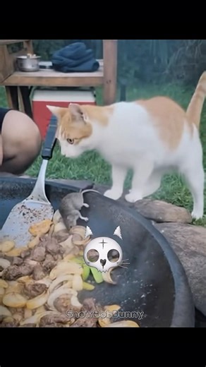 Kucing betina vs jantan 😹 | #cat #funny #kucinglucu #funnyanimals #kucinggemoy #memes #edit #viral