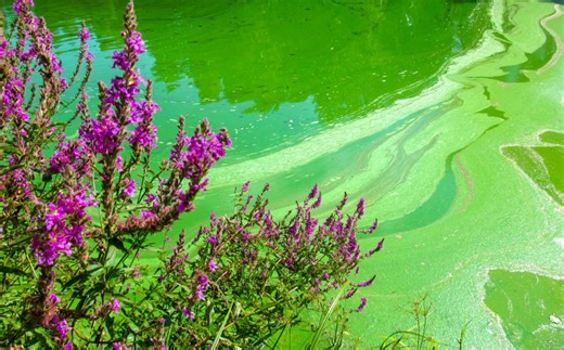 Harmful algal bloom response program now active: KDHE