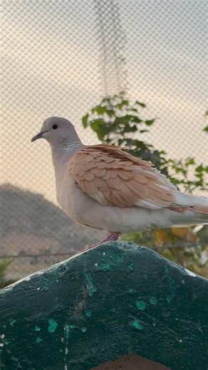 Beautiful White Dove 🕊️ | Symbol of Peace in Nature